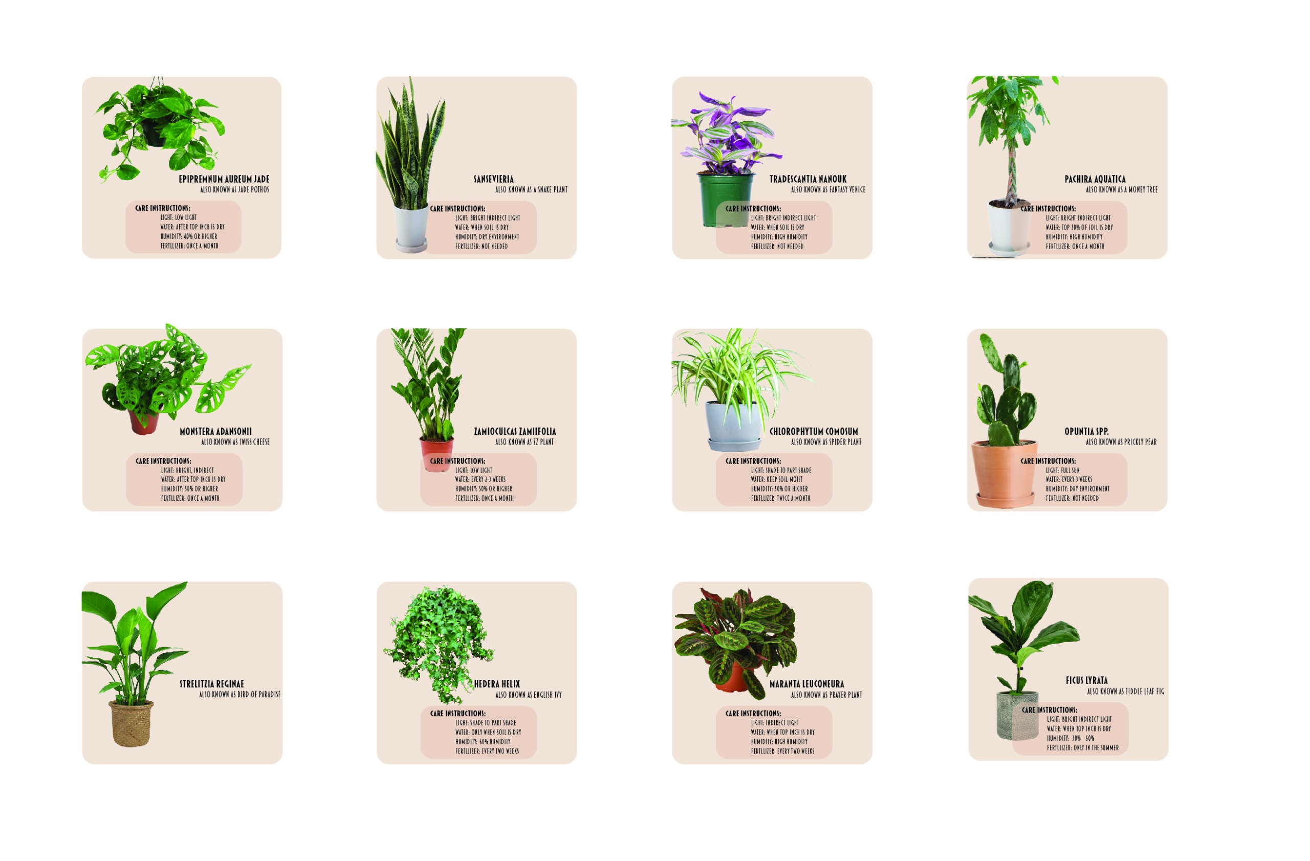 plant-poster-plants-03